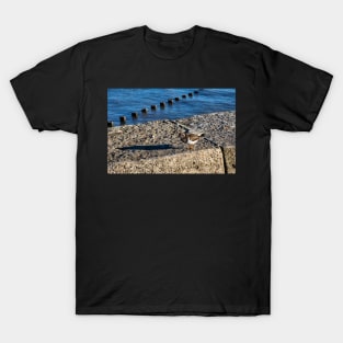 Ruddy turnstone T-Shirt